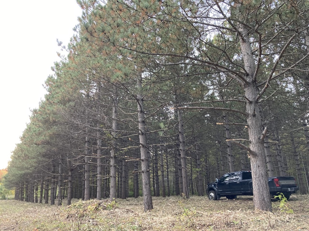Broyage forestier - plantation 7